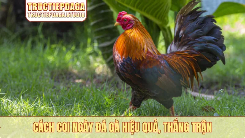 Cách coi ngày đá gà