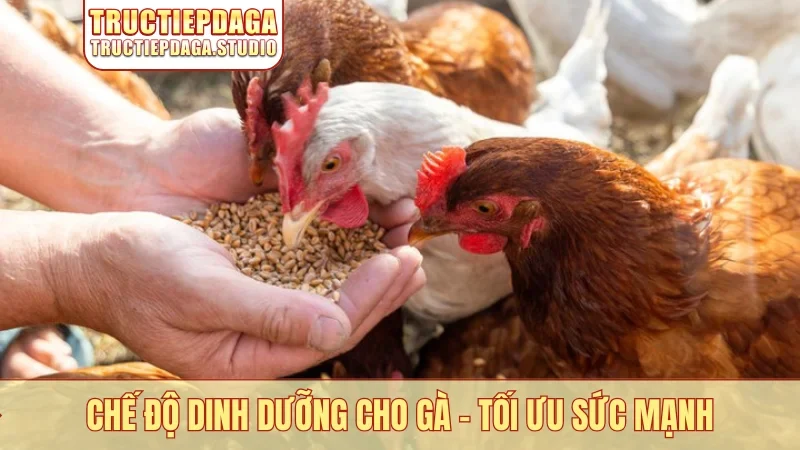 Chế độ dinh dưỡng cho gà
