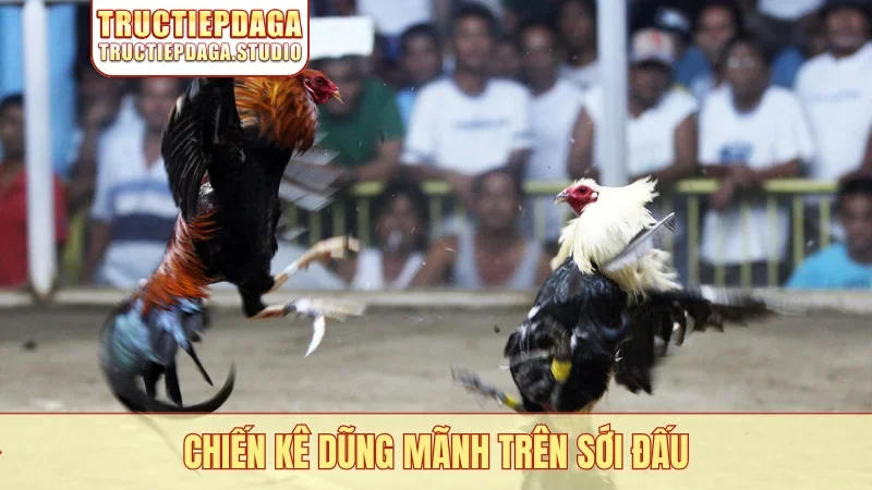 Chiến kê dũng mãnh trên sới đấu