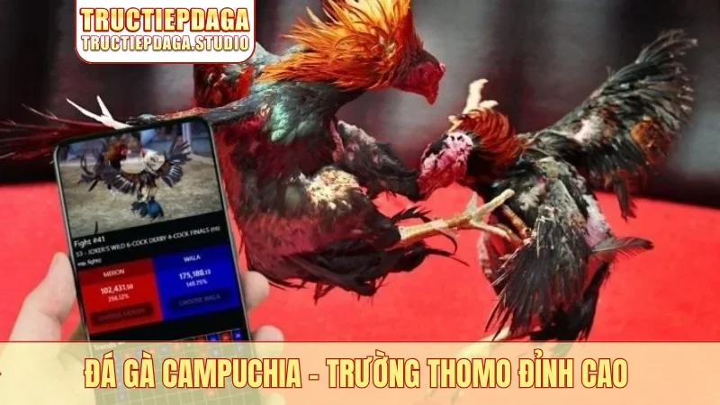 Đá gà Campuchia