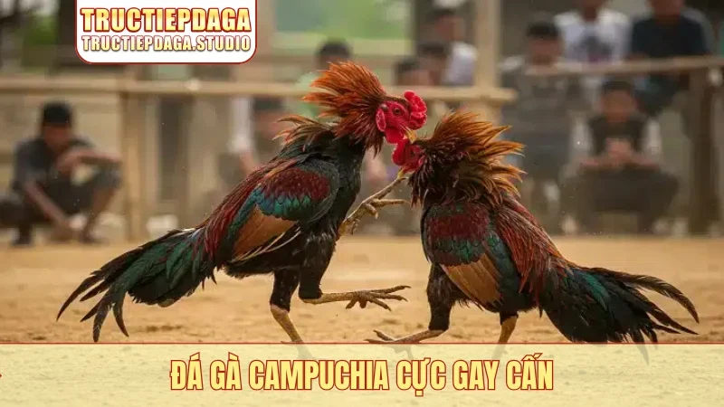 Đá gà Campuchia cực gay cấn