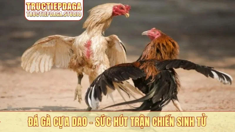 Đá gà cựa dao