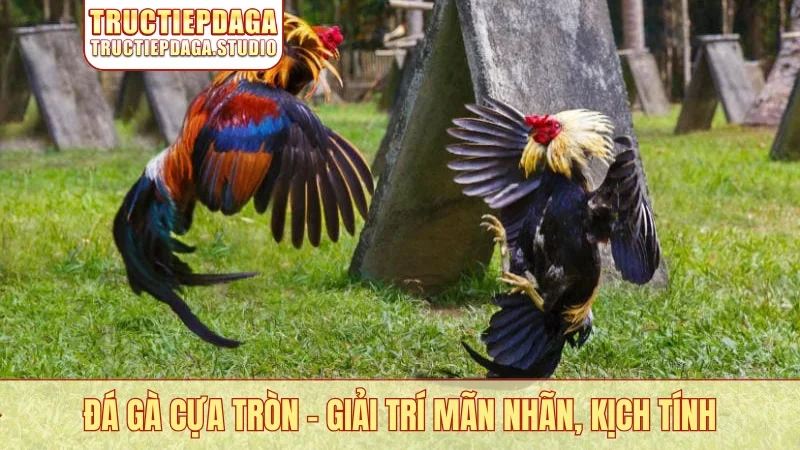 Đá gà cựa tròn