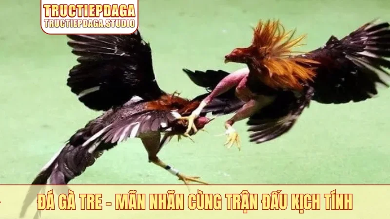 Đá gà tre