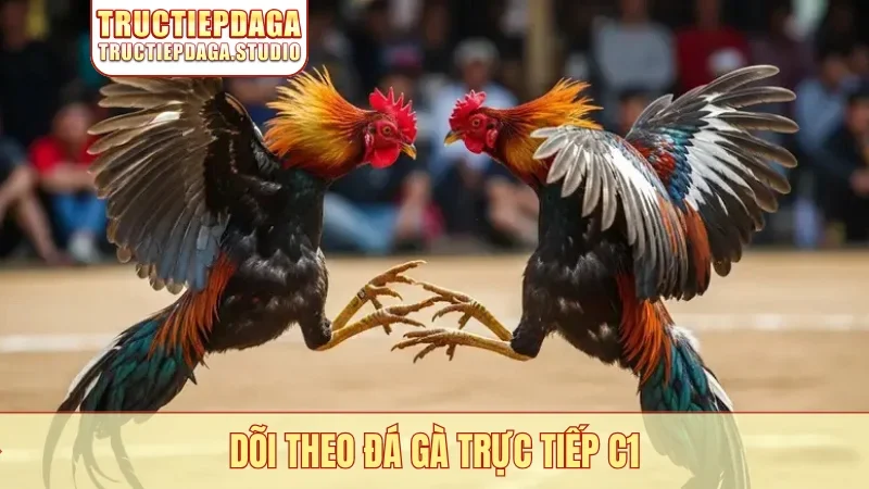 Dõi theo đá gà trực tiếp C1