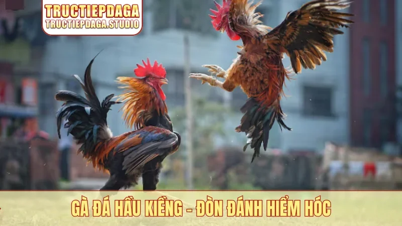 Gà đá hầu kiềng