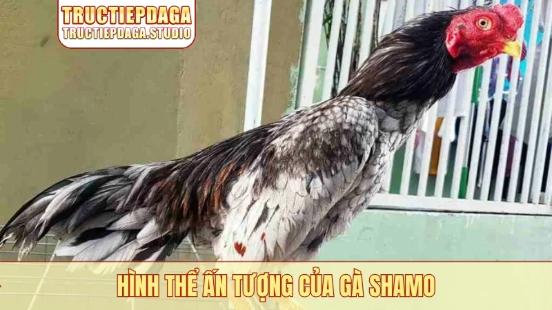 Hình thể ấn tượng của gà Shamo