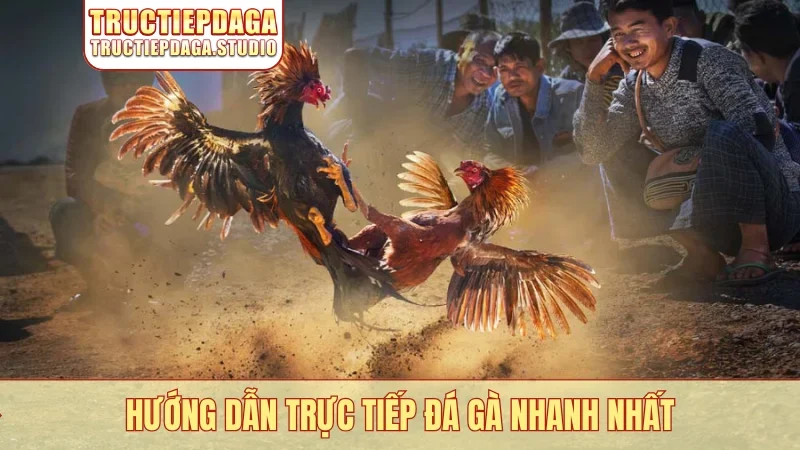 Hướng dẫn Trực Tiếp Đá Gà nhanh nhất