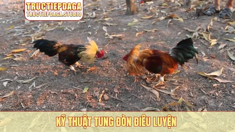 Kỹ thuật tung đòn điêu luyện