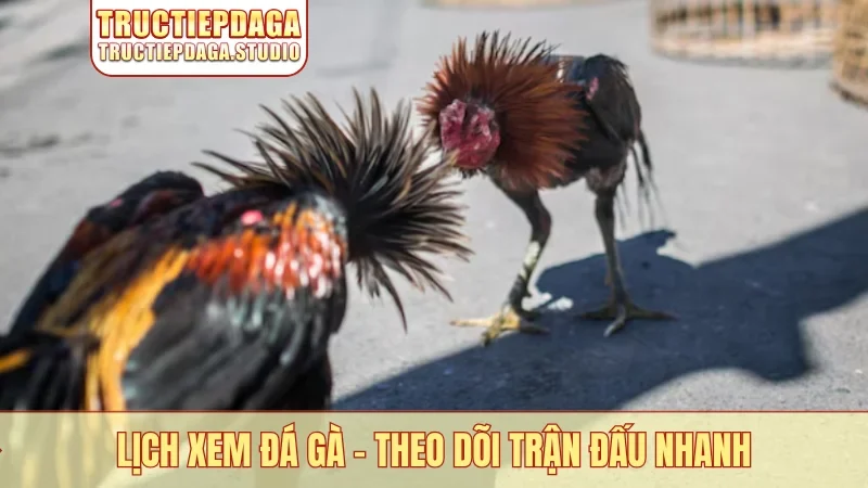 Lịch xem đá gà