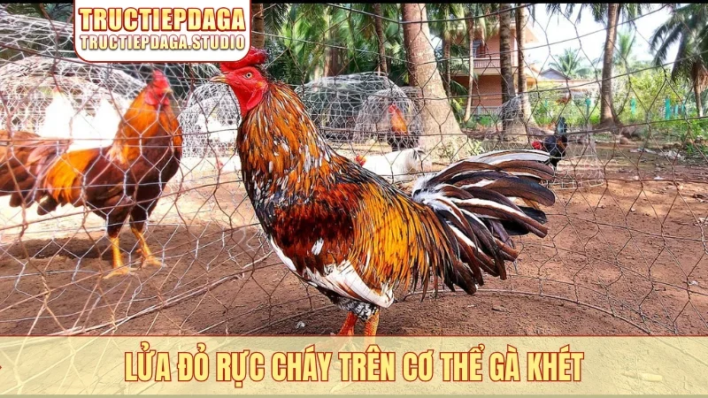 Lửa đỏ rực cháy trên cơ thể gà Khét