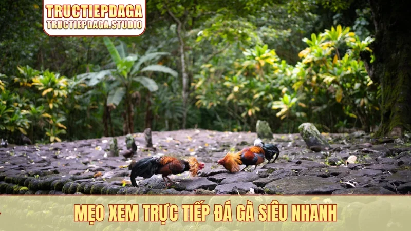 Mẹo xem Trực Tiếp Đá Gà siêu nhanh