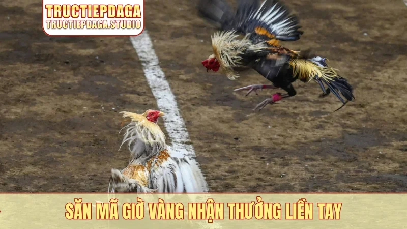 Săn mã giờ vàng nhận thưởng liền tay