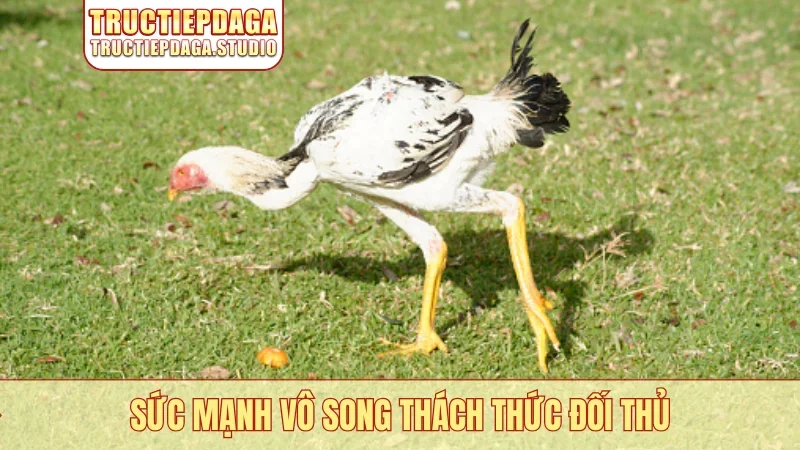 Sức mạnh vô song thách thức đối thủ