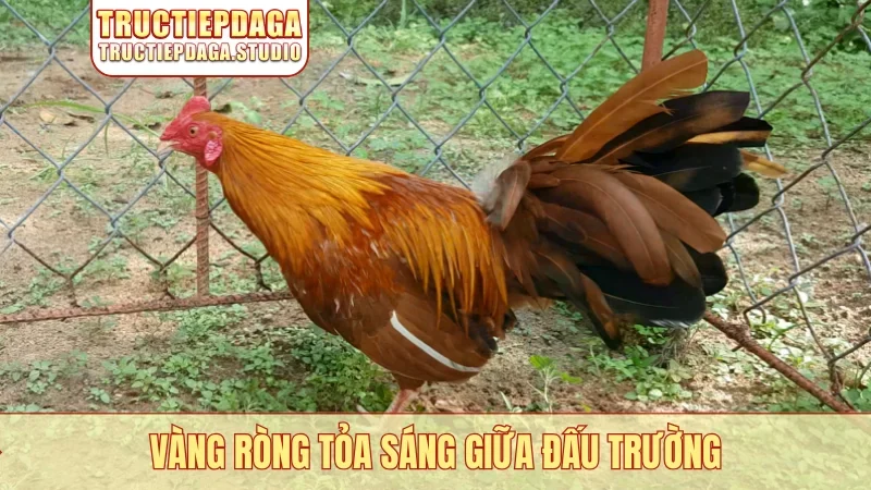 Vàng ròng tỏa sáng giữa đấu trường