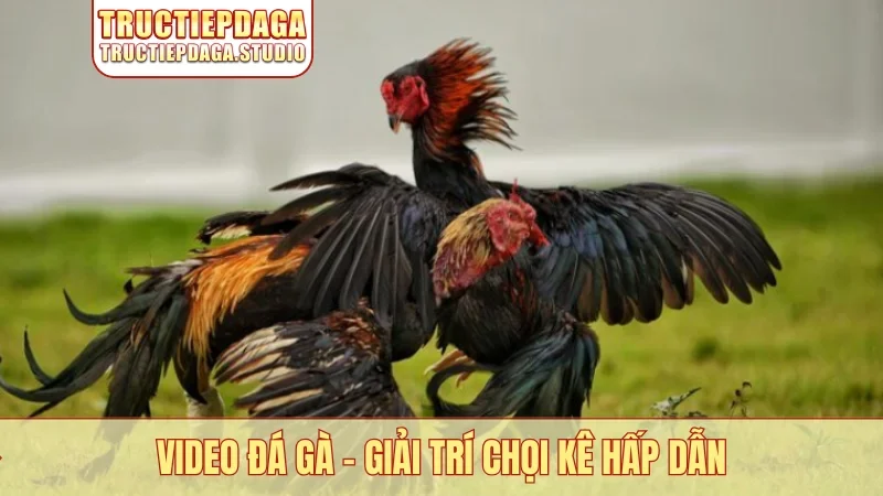video đá gà