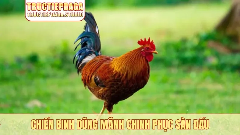 Chiến binh dũng mãnh chinh phục sàn đấu
