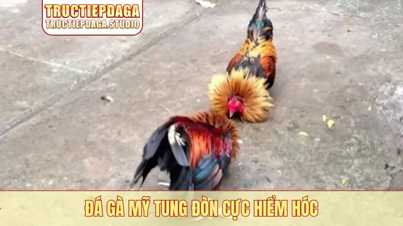Đá gà Mỹ tung đòn cực hiểm hóc