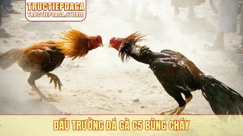 Đấu trường đá gà C5 bùng cháy