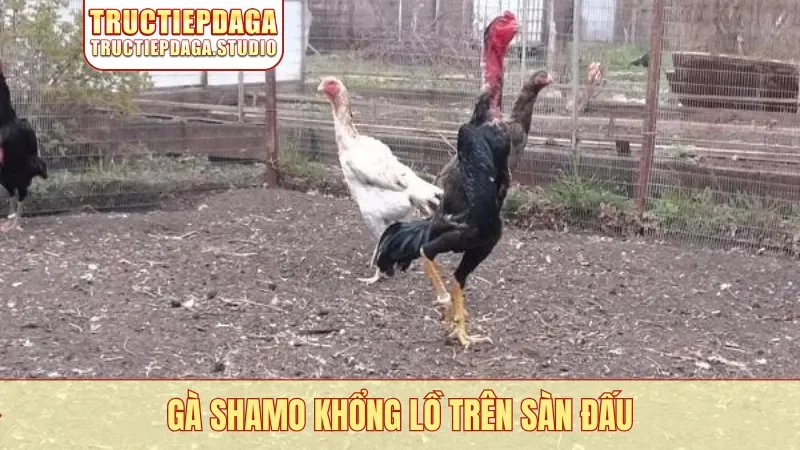 Gà Shamo khổng lồ trên sàn đấu
