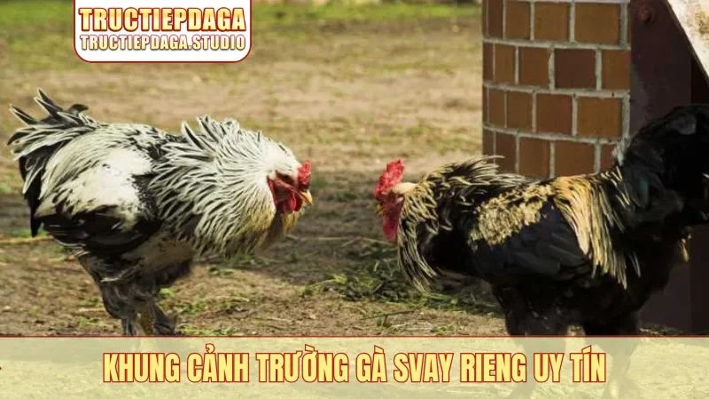Khung cảnh trường gà Svay Rieng uy tín